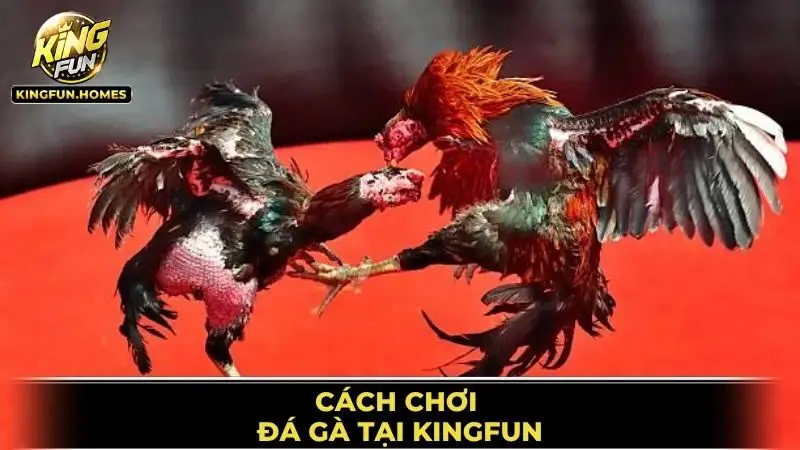 Cách Chơi Đá Gà Tại Kingfun